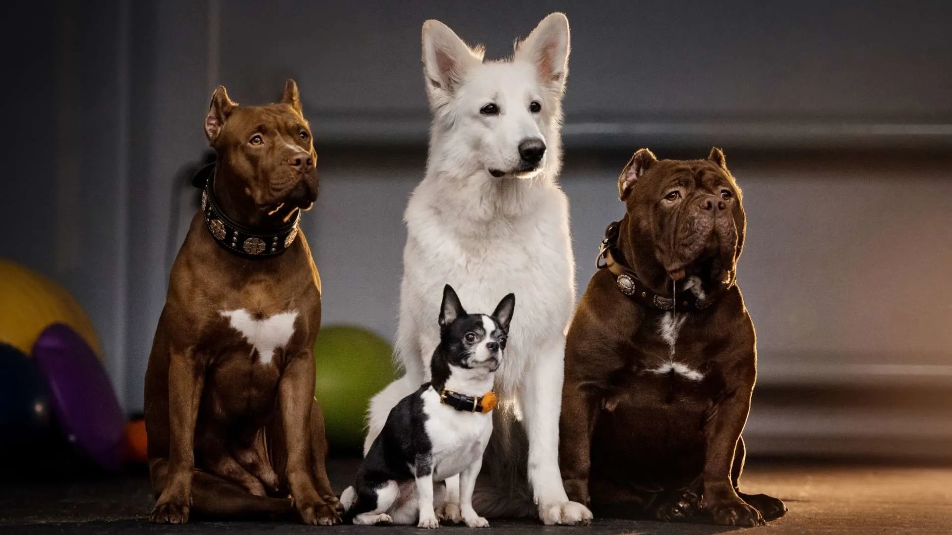 Yeni Ortama Alışmayan Köpeklere Nasıl Yaklaşılmalı?