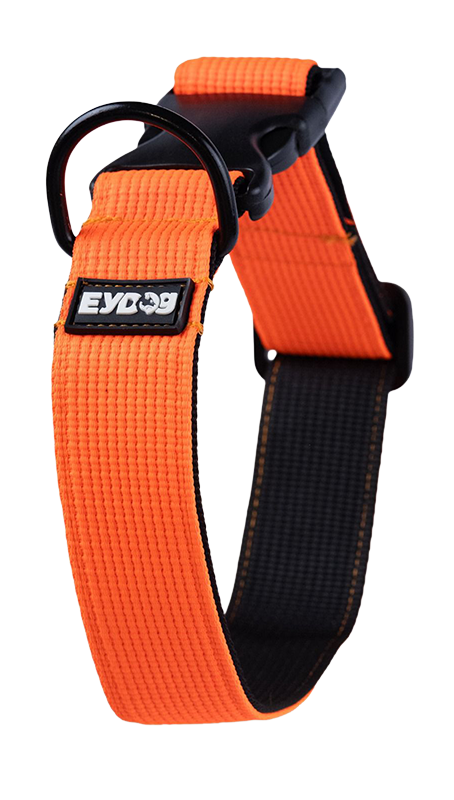 eyüp doğan, köpek eğitmeni eyüp doğan, eyüp doğan köpek eğitimi, köpek eğitimi istanbul, belçika malinois eğitimi, temel itaat eğitimi, ileri itaat eğitimi, yavru köpek eğitimi, koruma köpeği eğitimi, profesyonel köpek eğitmeni, köpek davranış uzmanı, köpek sahiplenme, köpek sosyalleşme, köpek tuvalet eğitimi, puppy malinois tr, eyüp doğan youtube, eyüp doğan instagram