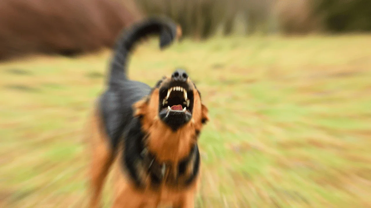 Saldırgan Köpek Davranışları Neden Olur ve Nasıl Düzeltilir?